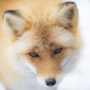 foxes@lemmy.ml icon