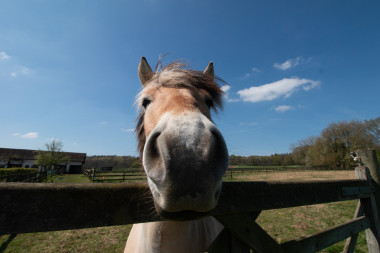 funny wide angle horse nose