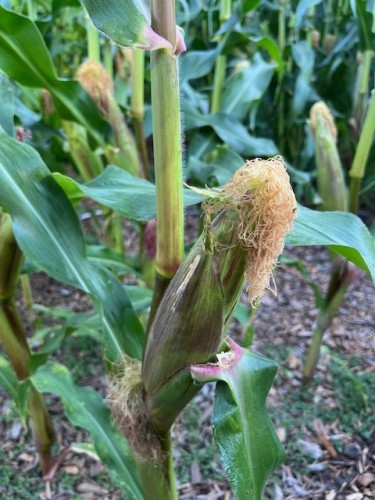 Corn I grew last year. Stalks were over 6 feet high.