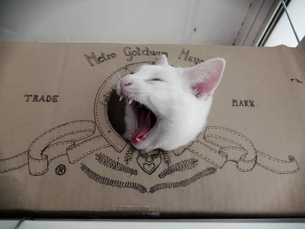 *Rawring* cat appearing in a though a hand-drawn cardboard cutout of the MGM banner.

via: mascotassclc