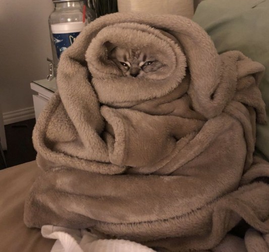 Tabby cat snugged up in a night blanket.

via: tumblr/paleinthenight