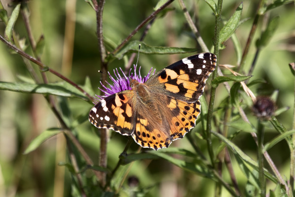 Painted Lady butterfly