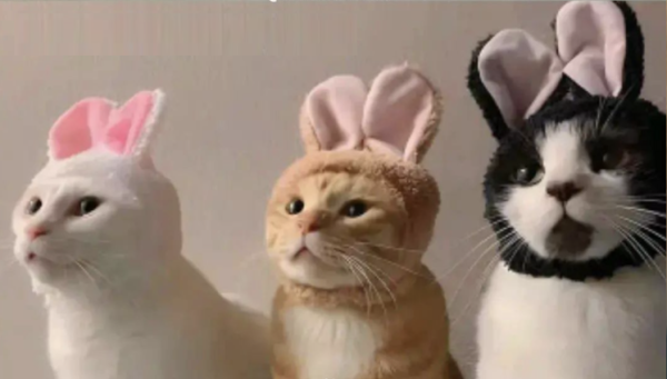 3 cats in bunny ears

via: p/Meredith Seidl