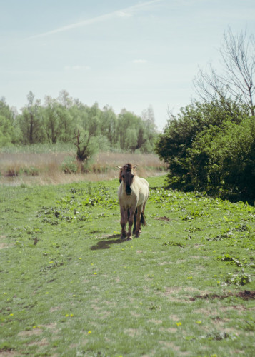A photo of two horses walking towards the lens. The horses are in the central part of the photo, with a meadow, trees and a river in the background.