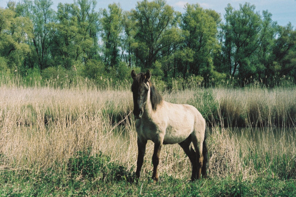 The photo of a konik (a polish horse) in the wild.
