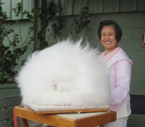 An angora rabbit, the fluffiest rabbit breed.

Credits: Ida (angora rabbit) with Economics Professor Betty Chu (Image: Splash)