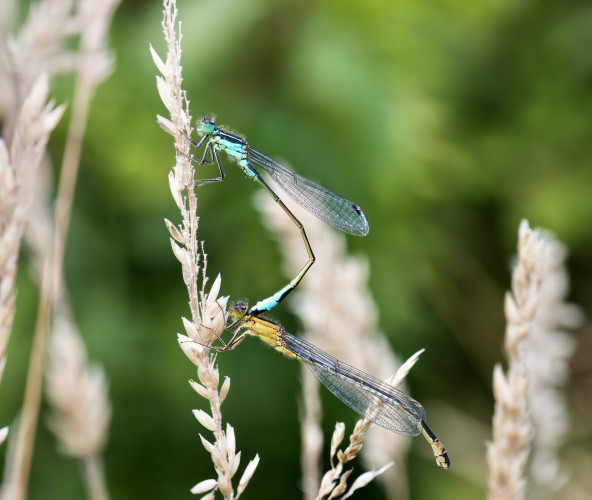 Blue-Tailed damselflies mating